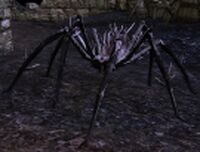 Black-bellied Blight-crawler Appearance